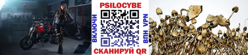 хочу   Болхов  Псилоцибиновые грибы Psilocybe 
